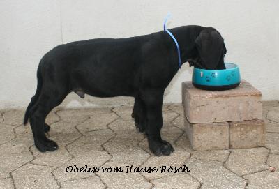 Obelix vom Hause Rsch