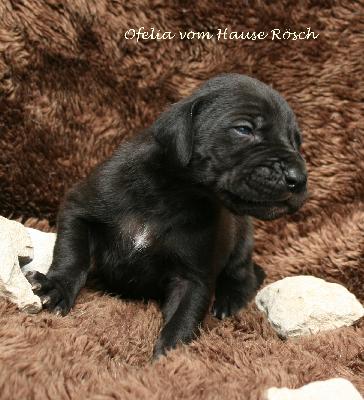 Ofelia vom Hause Rsch