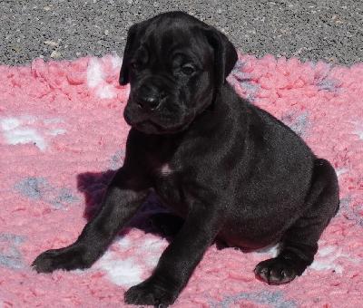 Freeman Vom Herstallturm