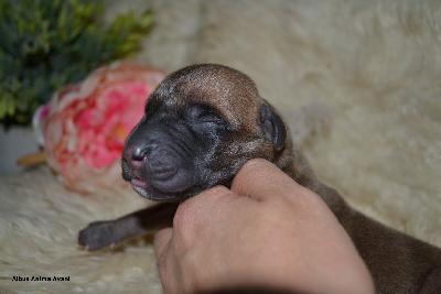 Albus Anima Avani