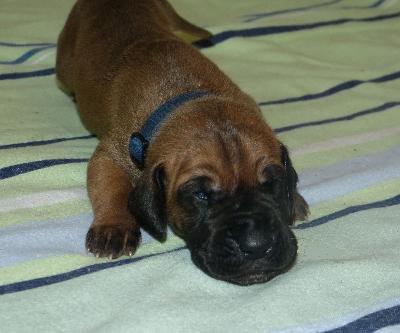 Pascha vom Altranstädter Schloß