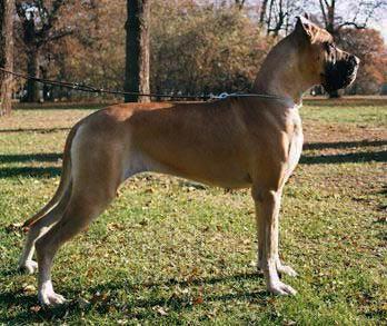 Manilla Fereira Flosculi St. Franciscus