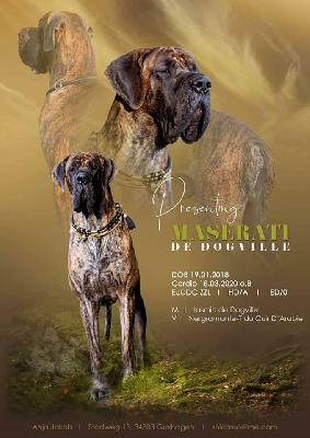 Ch Maserati de Dogville