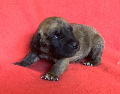 Anniko vom Ostseefjord