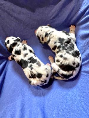 Alrick Von Schlesien