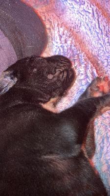 G-Buddy Von Siedlinghausen