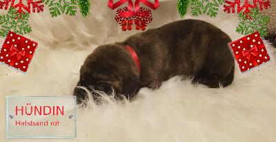 DANICA Gemma Regalis