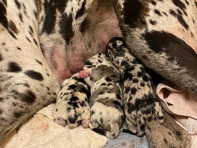 Mortimer vom Hause Rawert