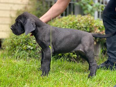 Best Black Von Schlesien