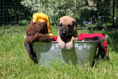 Rosalie vom ALTRANSTÄDTER Schloß
