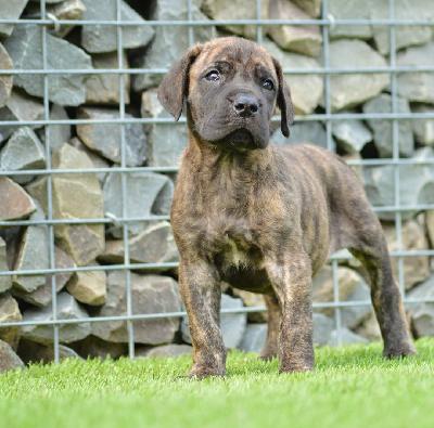 Azur Sol vom Hause der Herzbuben