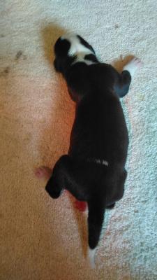 Hanniball Lector Von Siedlinghausen