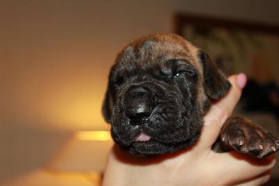 Nene vom Hause Rawert