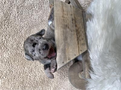 Dublin Rocky Billy vom Hause der Herzbuben