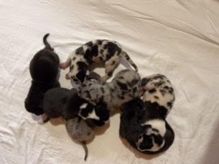 Earl Theo Von Schlesien