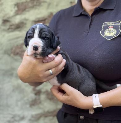 Earl Theo Von Schlesien