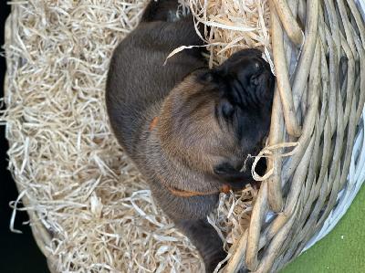 France Beauty Felisa vom Hause der Herzbuben