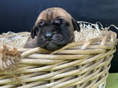 France Beauty Felisa vom Hause der Herzbuben