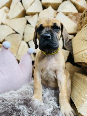 France Beauty Felisa vom Hause der Herzbuben