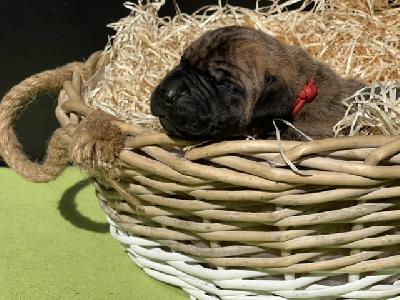 Florida vom Hause der Herzbuben