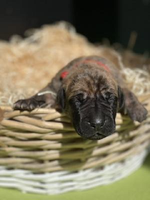 Florida vom Hause der Herzbuben