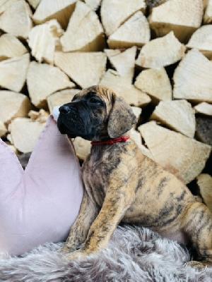 Florida vom Hause der Herzbuben