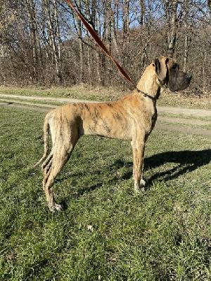 Ch Ares Terra Reuche Dane