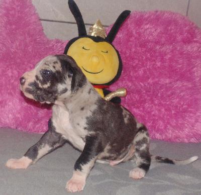 Dracula vom alten Zigeunerbahnhof