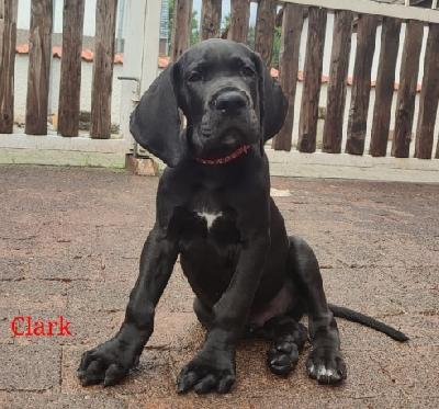 Clark von Sippersbach