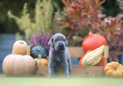 I need your Love vom Hause der Herzbuben