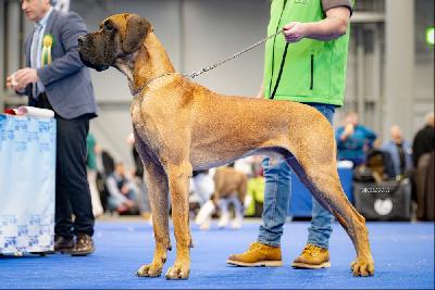 Quanto Doggen-Sport