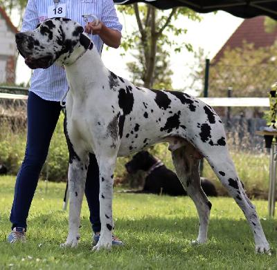 Ch Clyde vom Olbitzbach