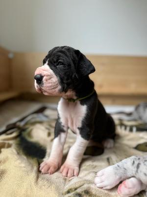 Bourbon von der Titanenschmiede