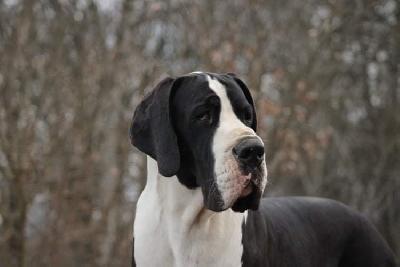 Rokko Du Domaine D`Orthos