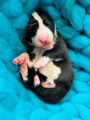 Arweds Jack Sparrow vom ADENAUERPARK