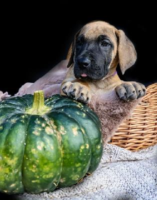 Nanami Nala vom Hause der Herzbuben