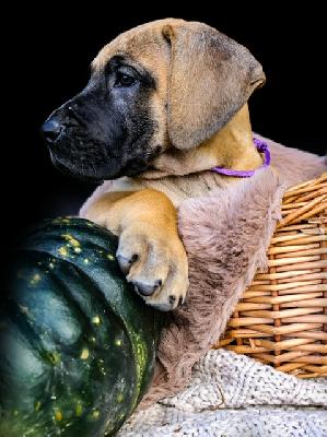 Nanami Nala vom Hause der Herzbuben