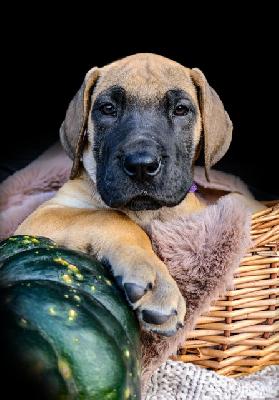 Nanami Nala vom Hause der Herzbuben