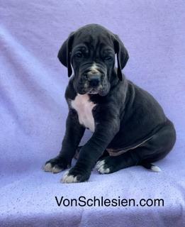 I02 Von Schlesien