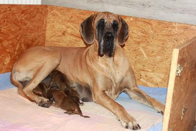 The Tara vom Hause Rawert