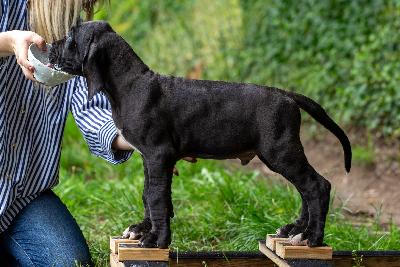 Amarello vom Kennelbach