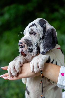 Amazing Anny Oak vom Kennelbach