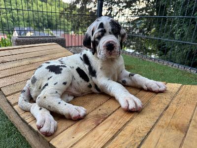 Aziza vom Kennelbach