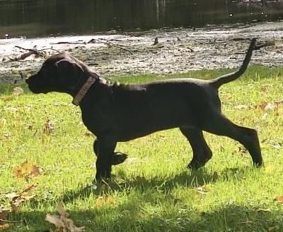 Edle Aurelia vom alten Zigeunerbahnhof