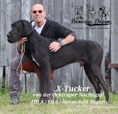 X-Tucker von der Ochtruper Nachtigall