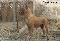 Beauty Nane Des Terres De La Rairie