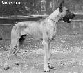 Harro Von Der Doggentreu