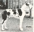 Manta Von Harlekin