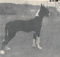 Othello Von Hause  Geco