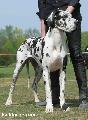 Cinderella Bocca D Tigre
